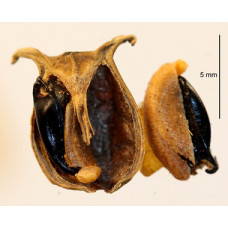 Программисты и учёные из МГУ создают Атлас флоры России