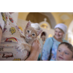 В Подмосковье отслужили молебен о помощи бездомным животным