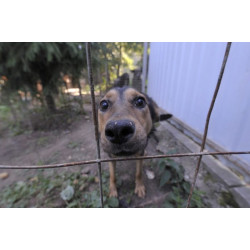 В Подмосковье отслужили молебен о помощи бездомным животным