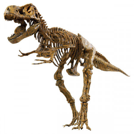 Набор EDU-TOYS VT026 Скелет динозавра 91см