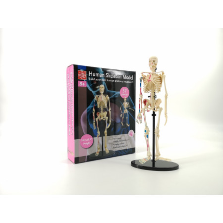 Анатомический (скелет)